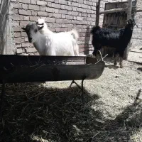 3راس کهره