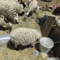 بره|حیوانات مزرعه|رفسنجان, |دیوار
