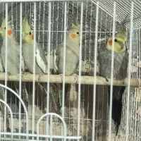 عروس هلندی نر