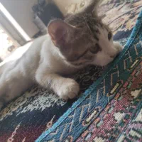 گربه بازی گوش