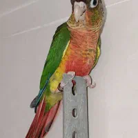 گرینچیک و راهب