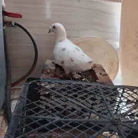 کفتر