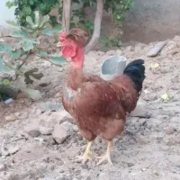 خروس گردن لق.