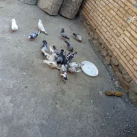 کبوتر پرشی جفتی یکجا بفروش می رسد