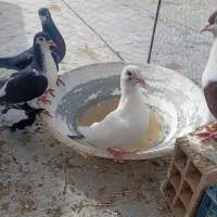 کبوتر|پرنده|مه ولات, |دیوار