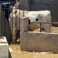 گوساله نر چاق