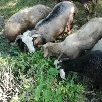 گوسفند نر|حیوانات مزرعه|رانکوه, |دیوار