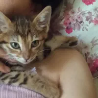 واگذاری گربه بنگالش ۲ ماهه
