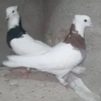 کبوتر طوقی