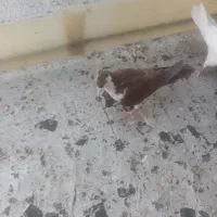 دوعددزینتی|پرنده|قم, ناصردیوان|دیوار