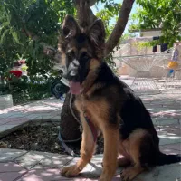سگ ژرمن