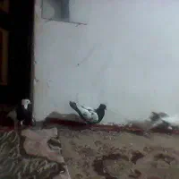 ی تعداد کبوترسینه وکله نروماده باجوجه