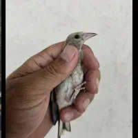 جوجه سهره..