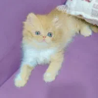 بچه گربه پرشین اگزوتیک