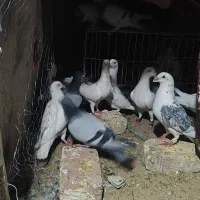 کفتر پلاکی