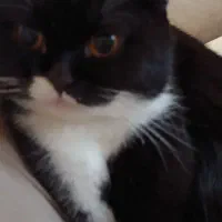 گربه