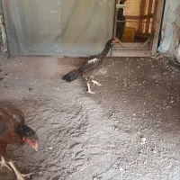 فردش مرغ و خروس لاری