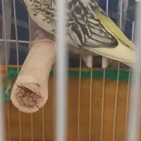 دو عدد عروس هلندی نژاد دار جوجه
