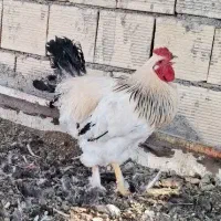خروس برهما لایت رومانی اصیل