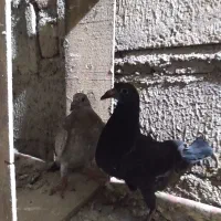 کبوترجوجه ۷تا تازه دونخور