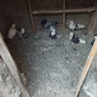 کبوتر