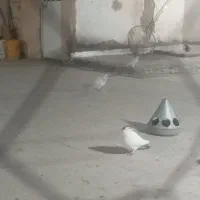 خال سرخ کلاغ دوم به شرط پرش وهمه چی