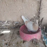 سوسنی زرد