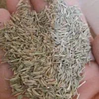 زیره سبز معطرارگانیک
