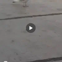 کبوتر باخت رفته