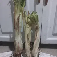 کنگر پاک شده