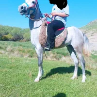 مادیان|اسب و تجهیزات اسبسواری|بروجرد, |دیوار