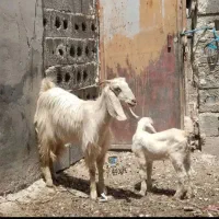 بز کهردار