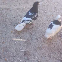 کفتر|پرنده|مشهد, امیرآباد|دیوار