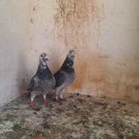 سار بزک