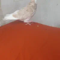 کبوتر شازده زرد