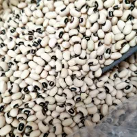 لوبیا لوبیل چشم بلبلی/باصرفه کیلویی 235 تومان