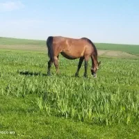 اسب‌مادیان