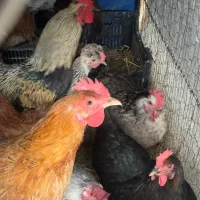 جوجه محلی نیمچه برهما ایام سمانی لهستانی