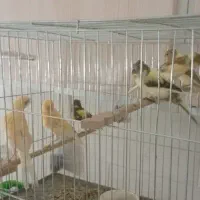 فروش تعدادی قناری