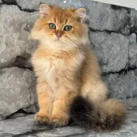 بریتیش لانگ هیر گلد