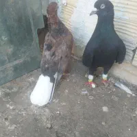 دم سفید ساده کاکولی کلاغ