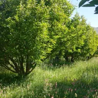 خدمات رسانی حمل ونقل داخل و خارج شهر