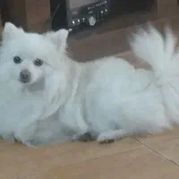 پامر عروسکی ۱ سال ونیم ماده تربیت شده آپارتمانی