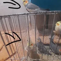 عروس هلندی