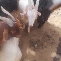 حیوانات