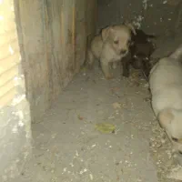 سگ پا کوتاه‌