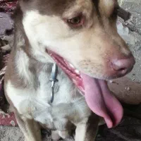 واگذاری سگ دوبرمن