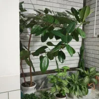 گل طبیعی بسیار زیبا