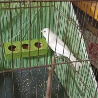 قناری نر سوپر درشت