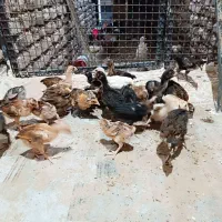 جوجه یک ماهه نیم زیر مرغی